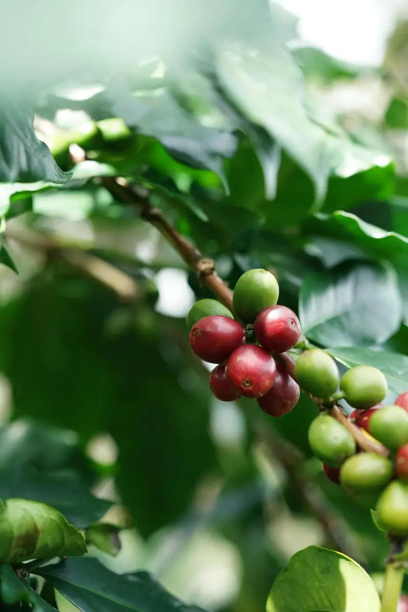 Cafea Arabica - boabe