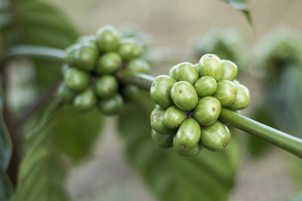 Ce este Cafeaua Verde?